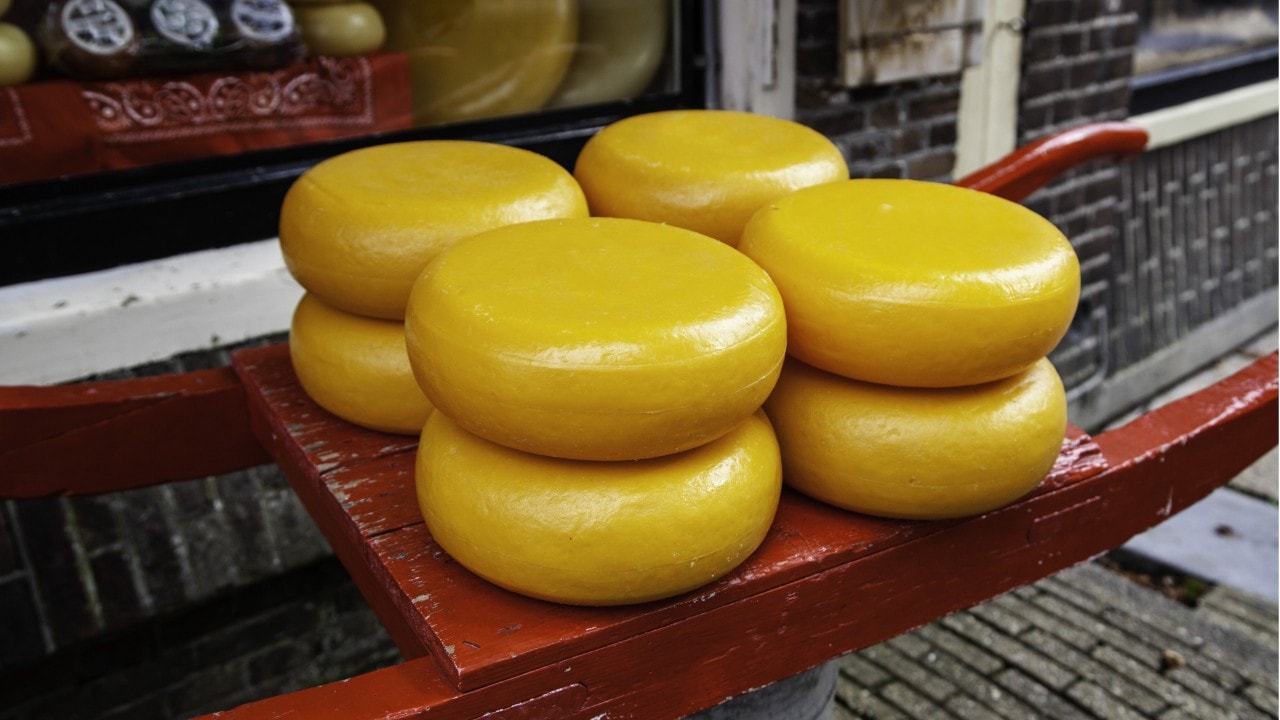 Artisan edam cheese, detail of Dutch cheese making